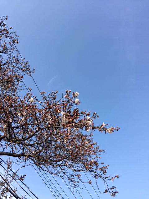 http://www.shonan-ls.co.jp/blog/stone/img/20160330_sakura.JPG