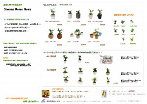 ミニ観葉植物販売