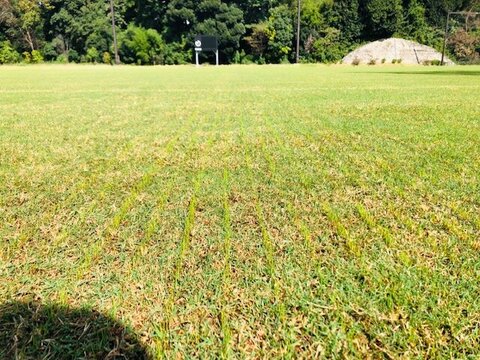 キヤノン発芽2021年9月28日2.jpg