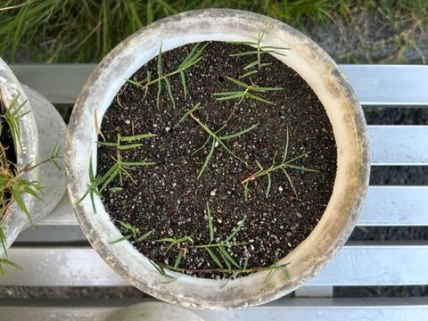 植木鉢等々力8月4日.jpg