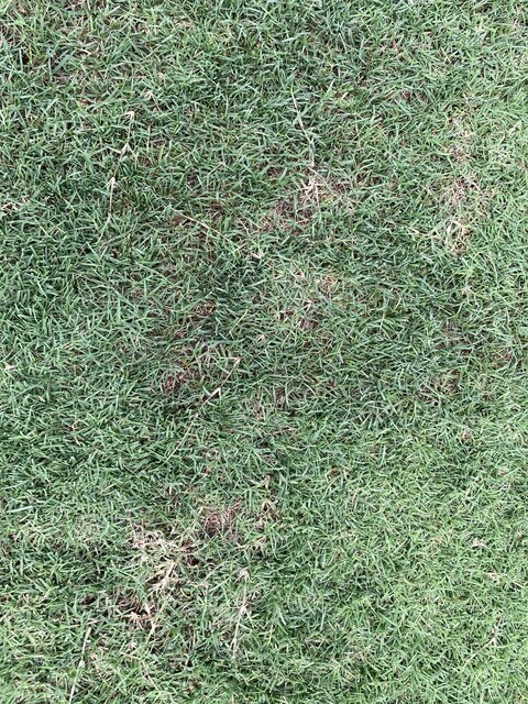IMG_1335.JPG
