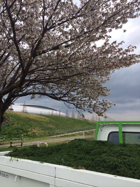 桜とカス.JPG