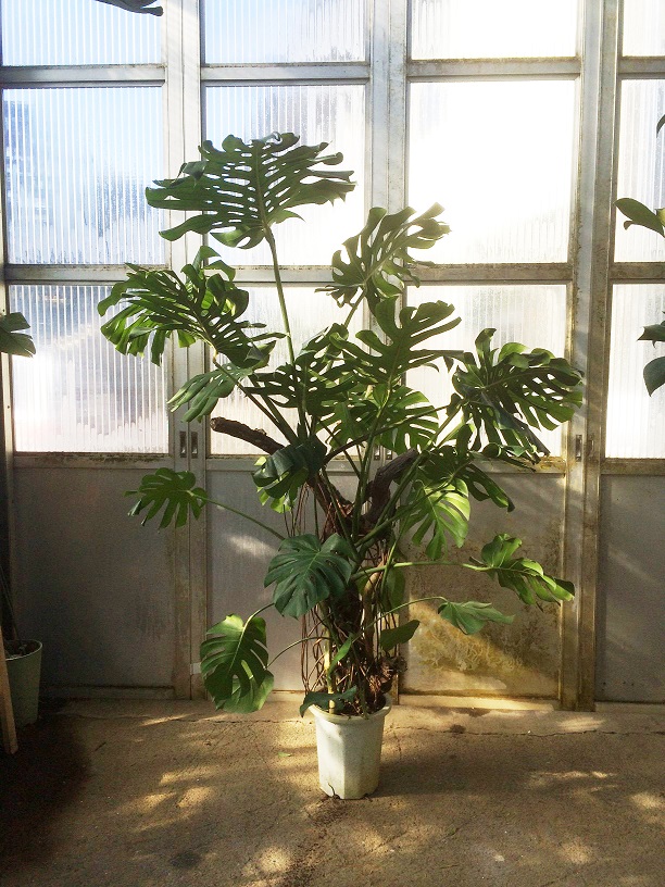 モンステラ流木仕立て | Garden-Information | 湘南造園株式会社