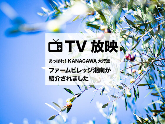 【TV番組】ファームビレッジ湘南 中井オリーブ園が紹介されました